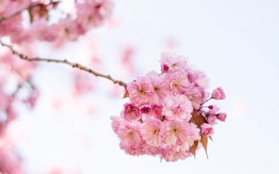 What CPS Can Legally Do During Investigations