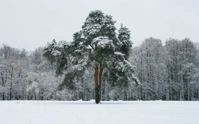 Criminal Defense Strategies