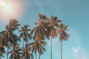 pexels-marctutorials-1152359