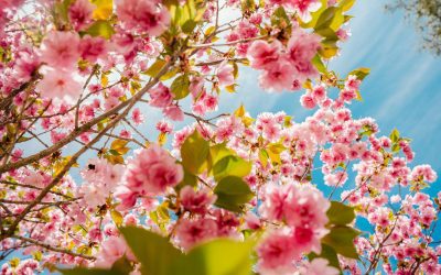 Can You Get Your License Back After a DUI in McHenry County?