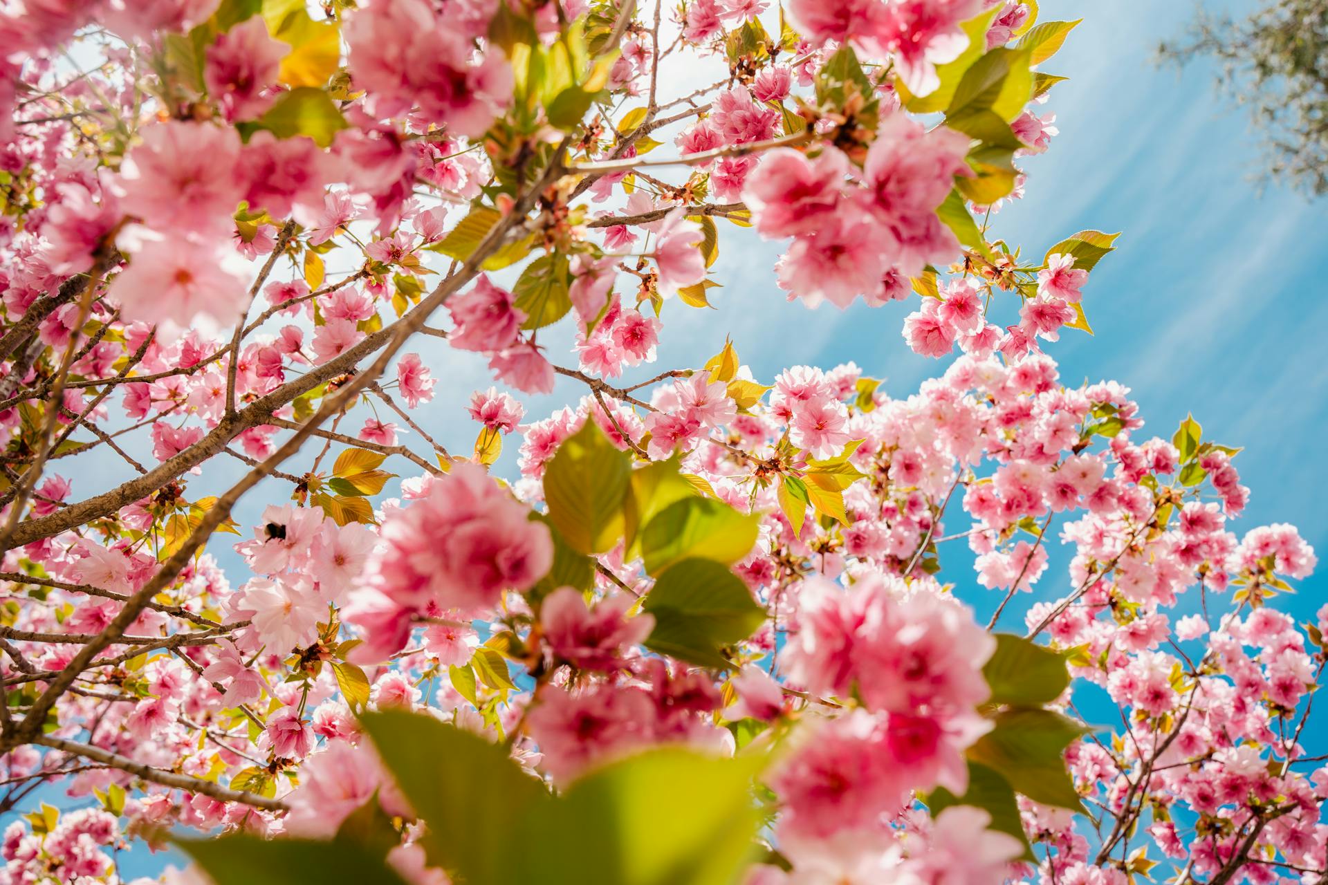 pexels-alaritammsalu-37044191