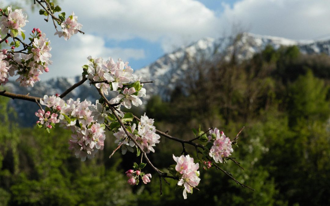 How to Reinstate Your Driver’s License in Illinois