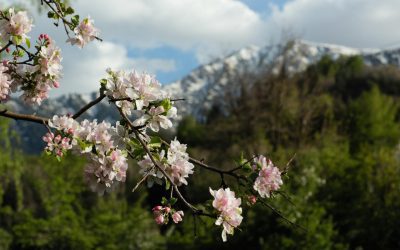 How to Reinstate Your Driver’s License in Illinois